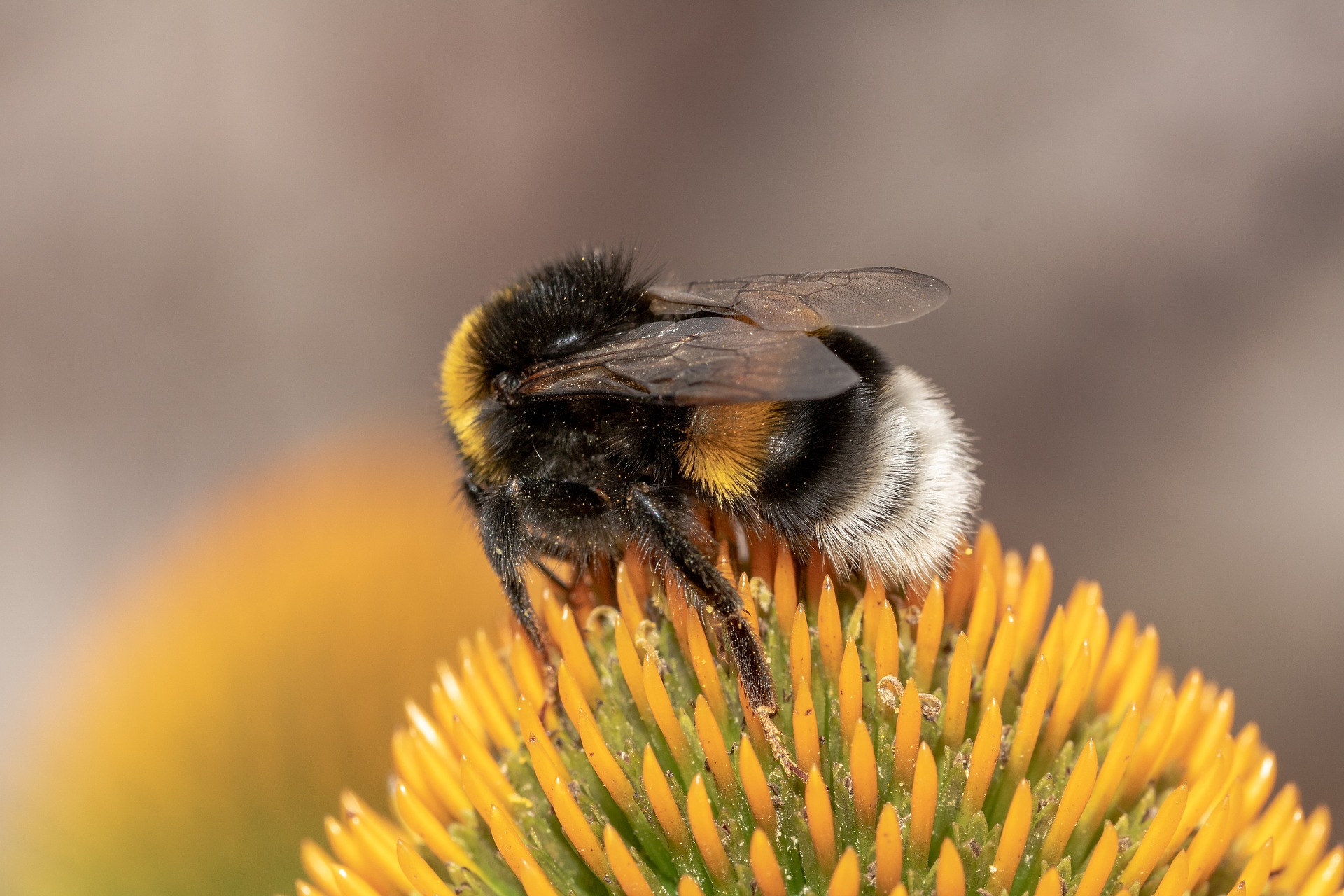A razão pela qual amamos abelhas e odiamos marimbondos - BBC News Brasil